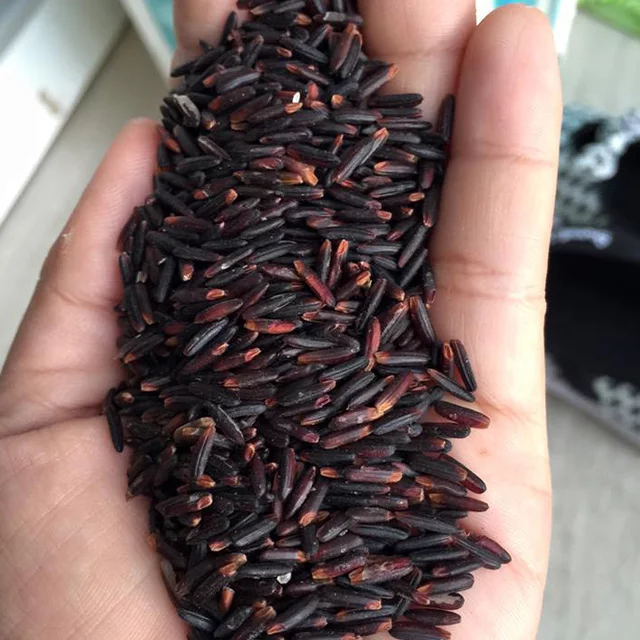Hạt giống lúa nếp than, tím than túi 1kg