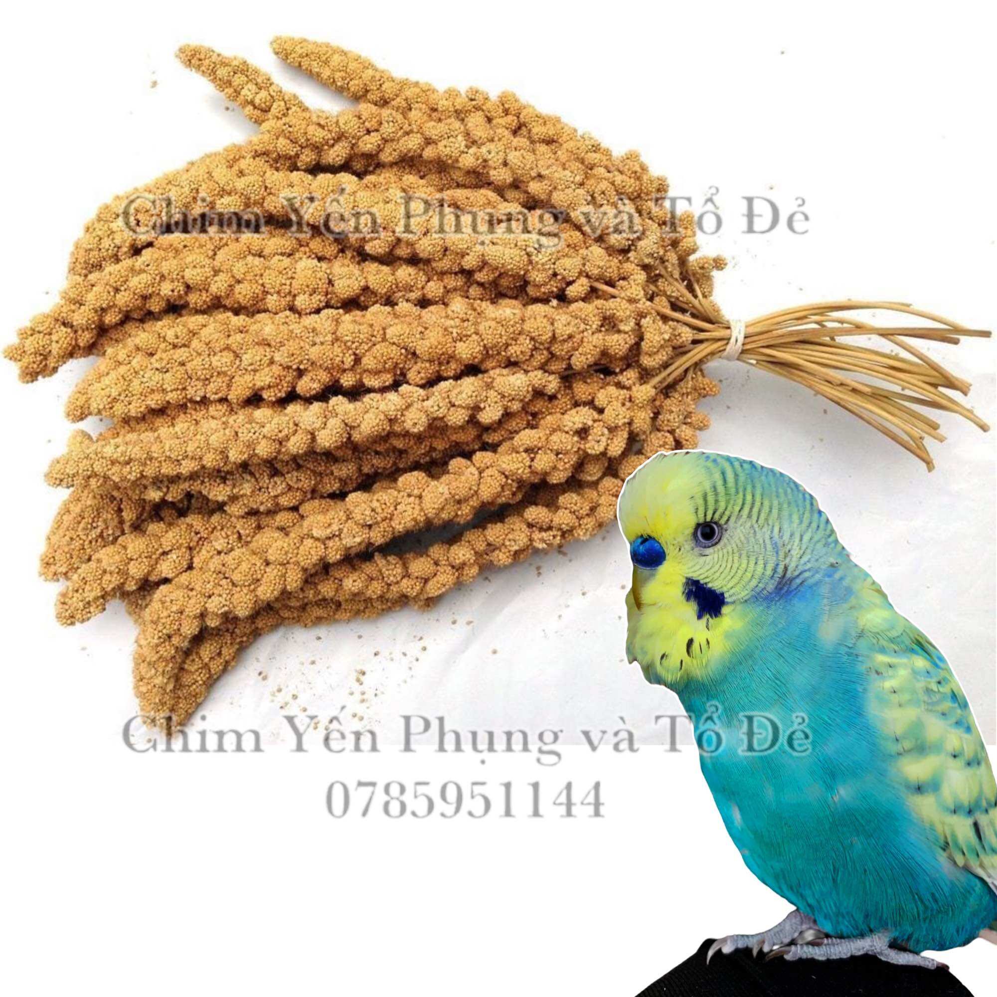 1kg kê chùm/kê bông [Spray Millet] cho Pet (Vẹt, Sóc, Hamster, Chim Cảnh) [thức ăn thú cưng]