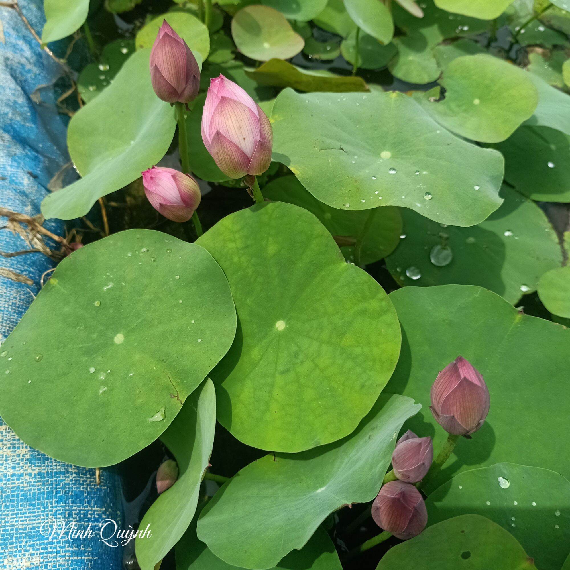 Củ sen mini Little Dragon (siêu nụ)