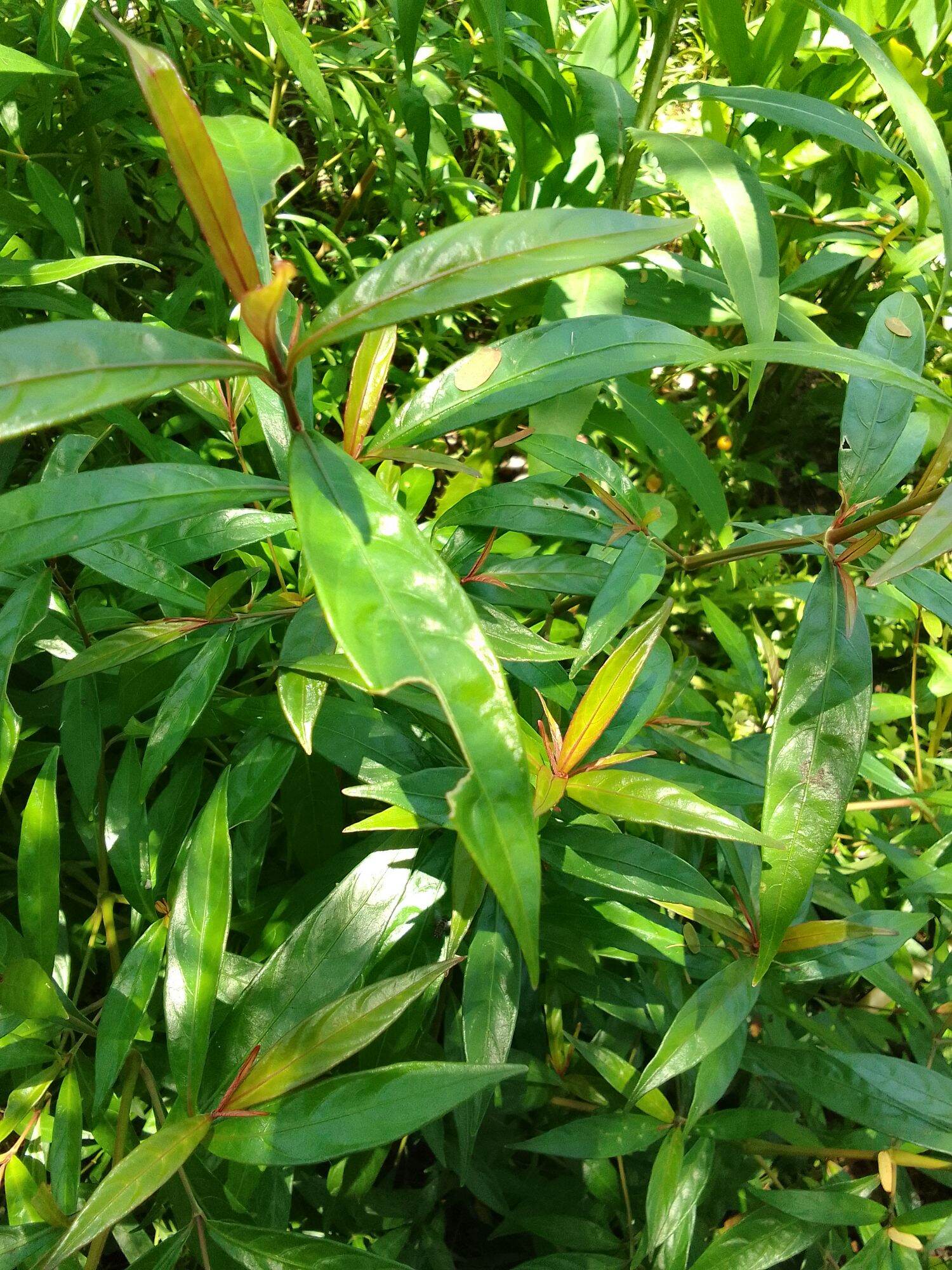 Cây giống hoàn ngọc đỏ