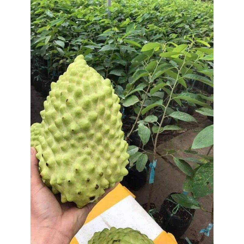 Cây giống na sầu riêng