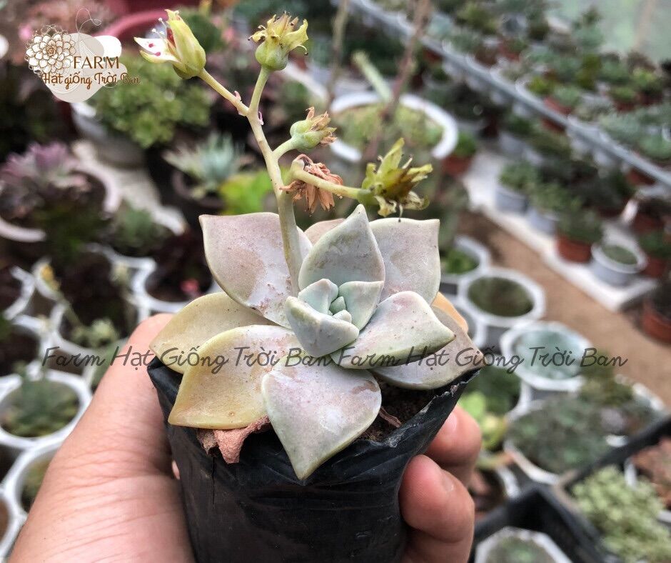 Sen đá đá ma 🔥 size bầu 5-7 cm 🔥 xuất vườn đà lạt 🔥 đã thuần khí hậu