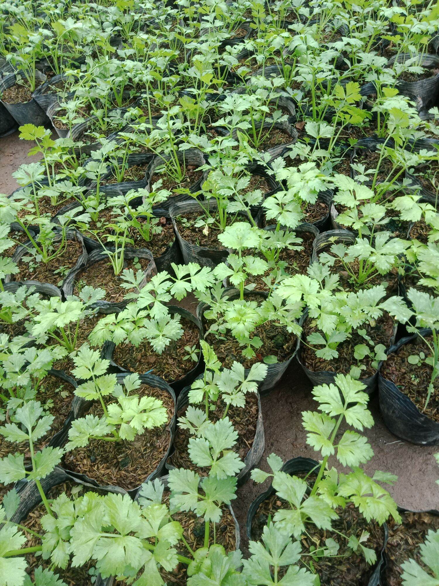 cây rau cần tây