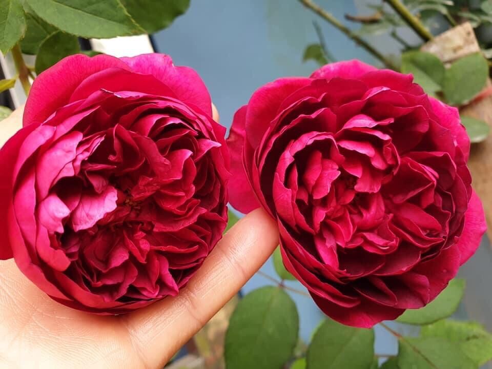 Hoa hồng Ngoại Autumn rose