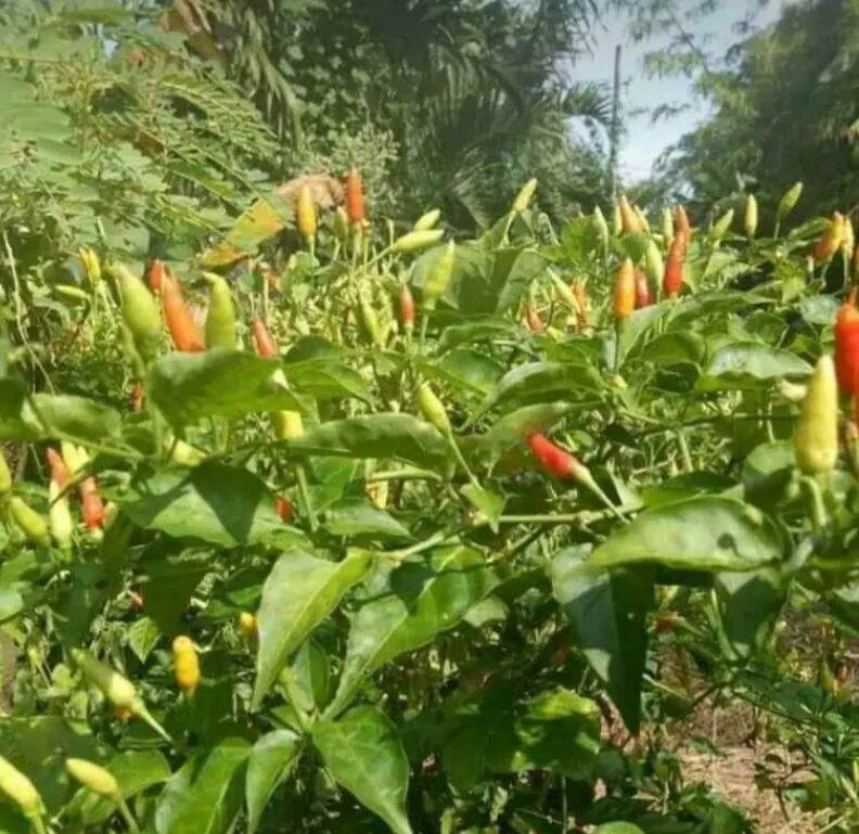 HẠT ỚT XIÊM RỪNG gói 1 gram