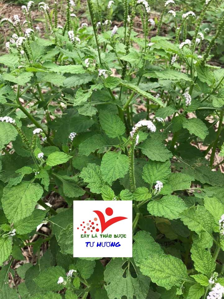Cây vòi voi khô ở quê làm (0.5 - 3kg) viêm da cơ địa