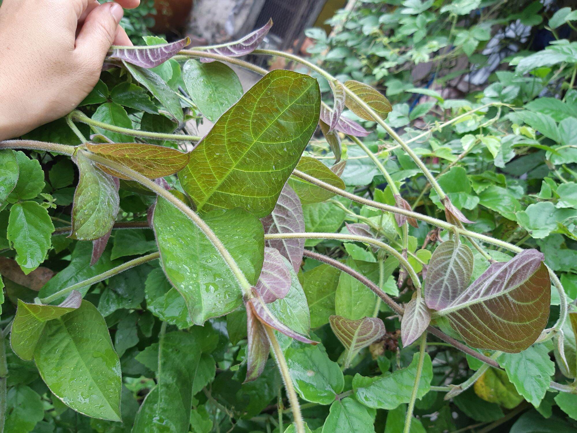 Cây mơ lông ( ảnh thật tại vườn)