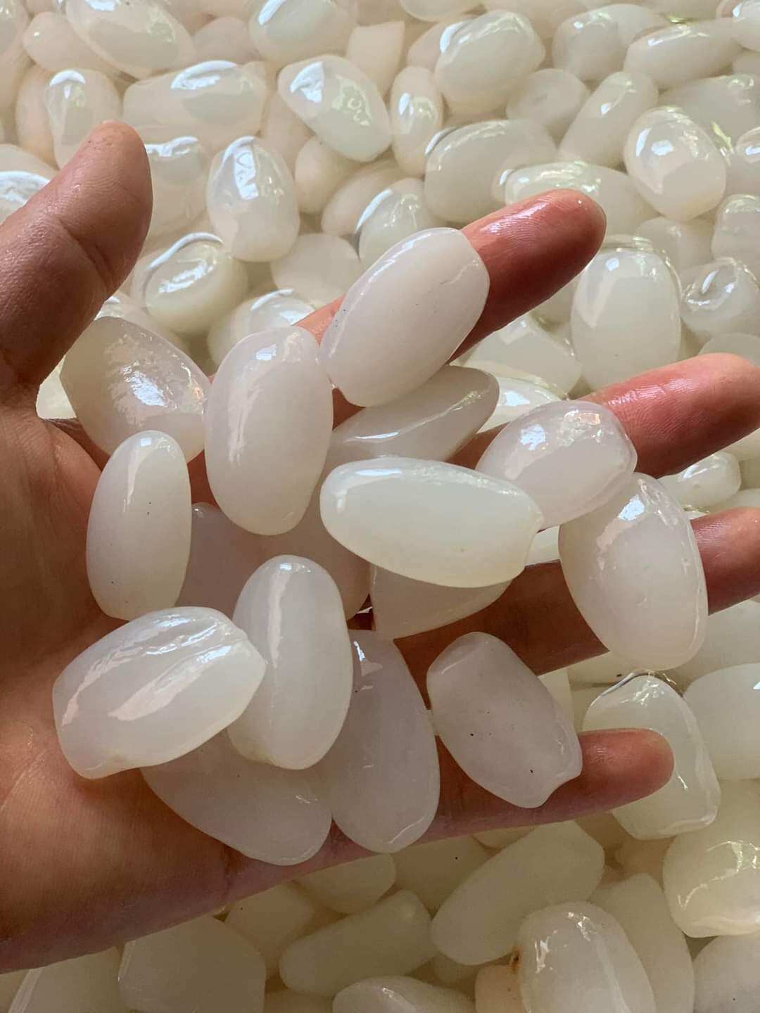 Hạt đác tươi phú yên size trung lớn hàng lựa chuẩn loại 1 dẻo ngon 1 ký