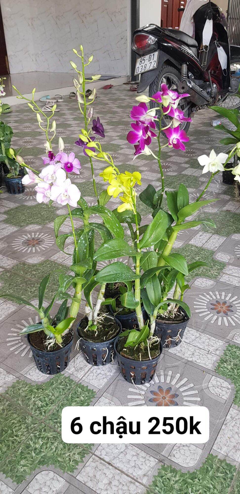 Lan dendro đang nụ và hoa . combo 6 chậu 6 màu