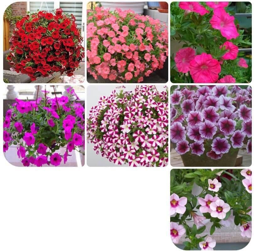 10 Cây giống dạ Yến thảo