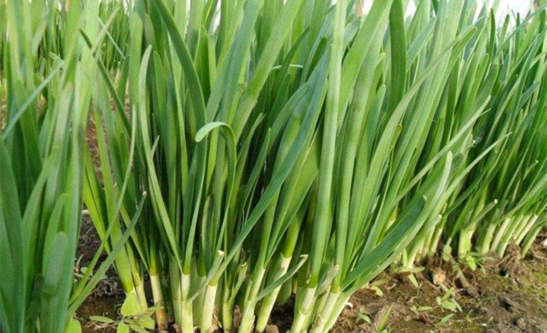 Hạt Giống Hẹ Lá Dễ Trồng Gói 1g