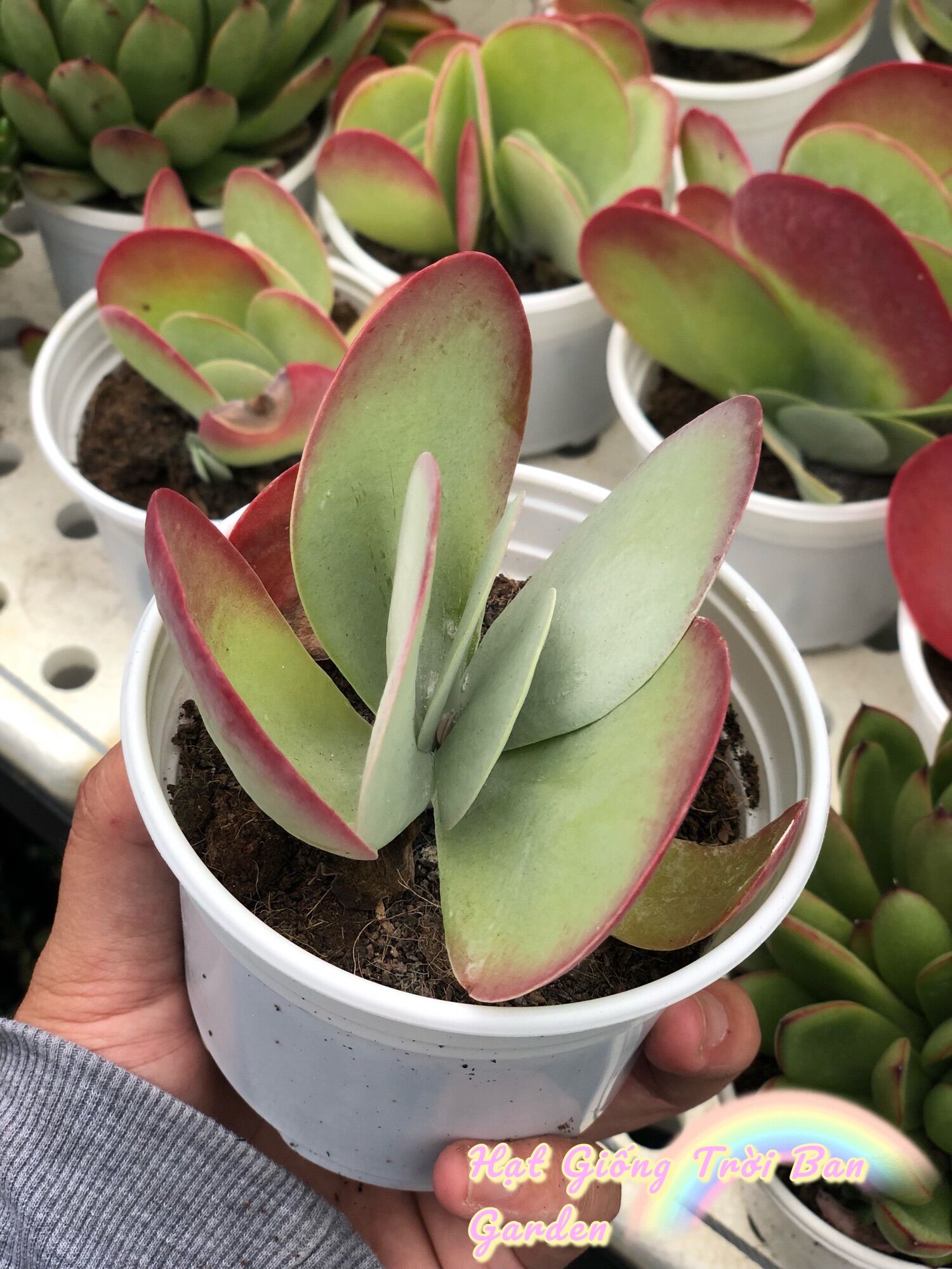 SEN CÁNH BƯỚM ĐÀ LẠT  HƯ 1 ĐỔI 1 ❄️ SIÊU CUTE