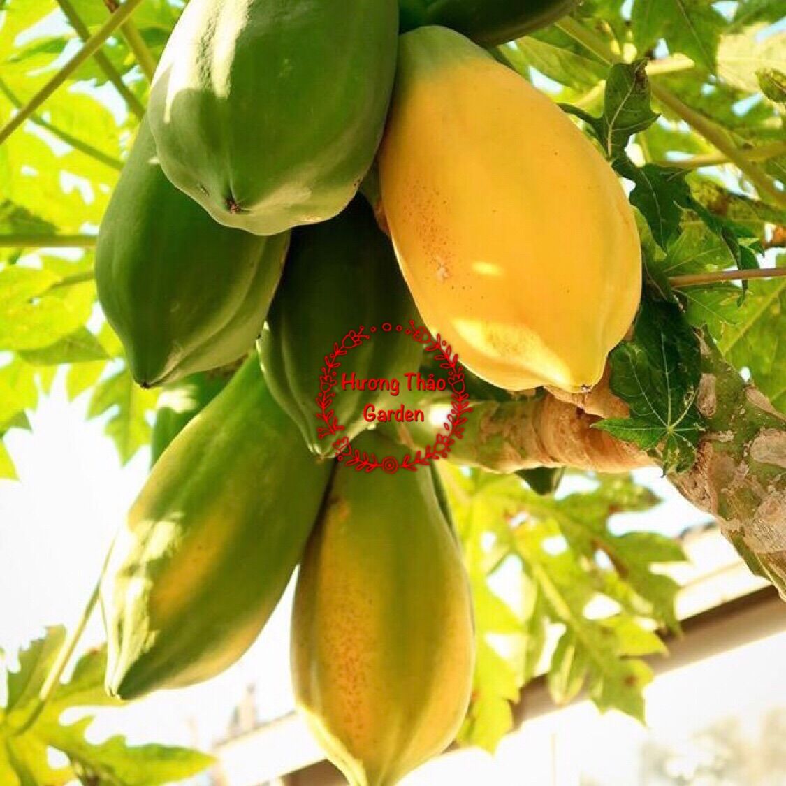 Hạt Giống Đu Đủ Ruột Vàng F1