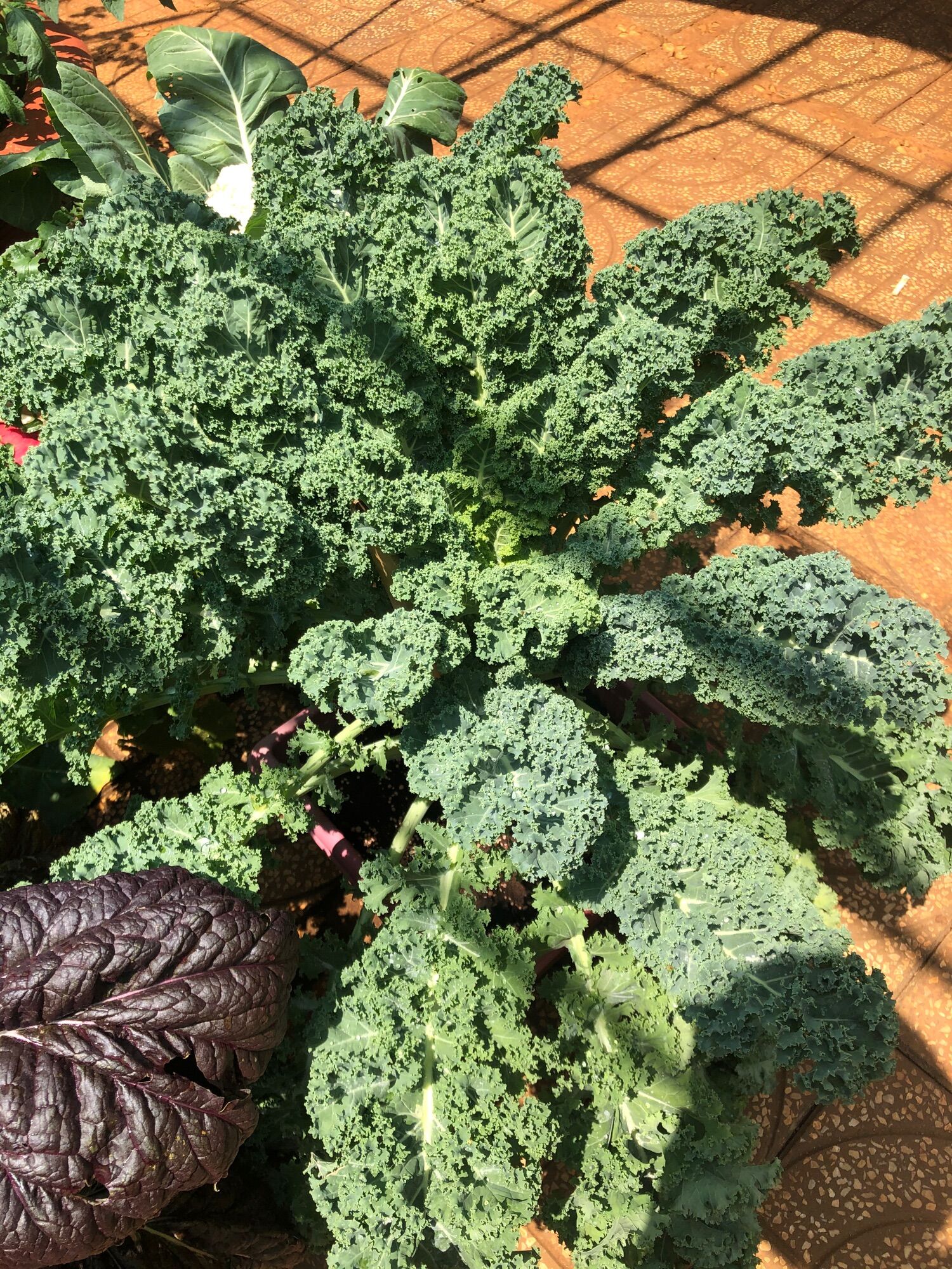 5 Cây giống cải kate Mỹ khổng lồ kháng bệnh , năng suất