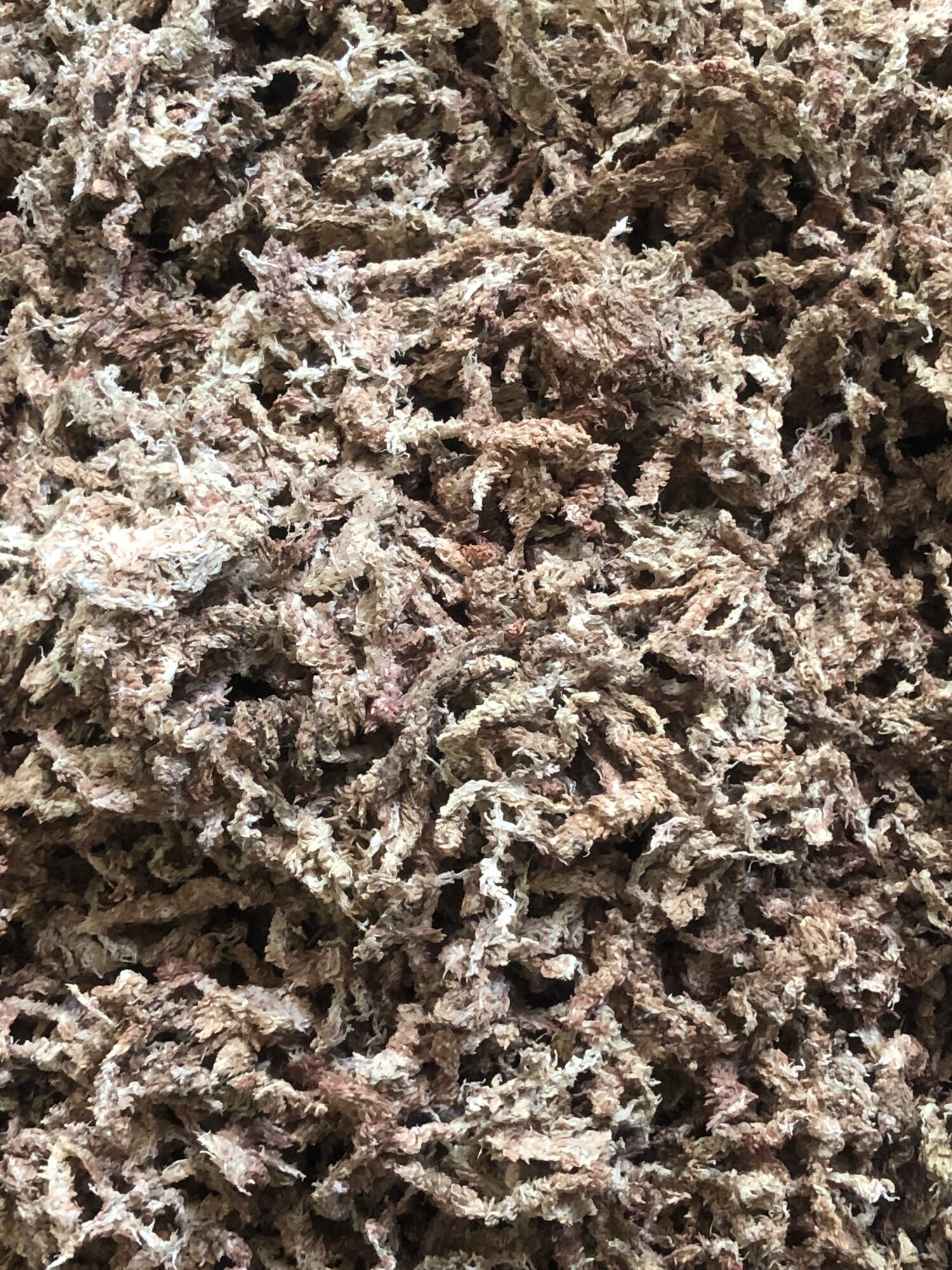 Rêu sâu Chile 100g