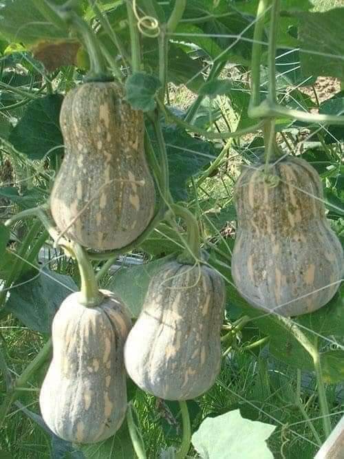 Hạt giống bí hồ lô