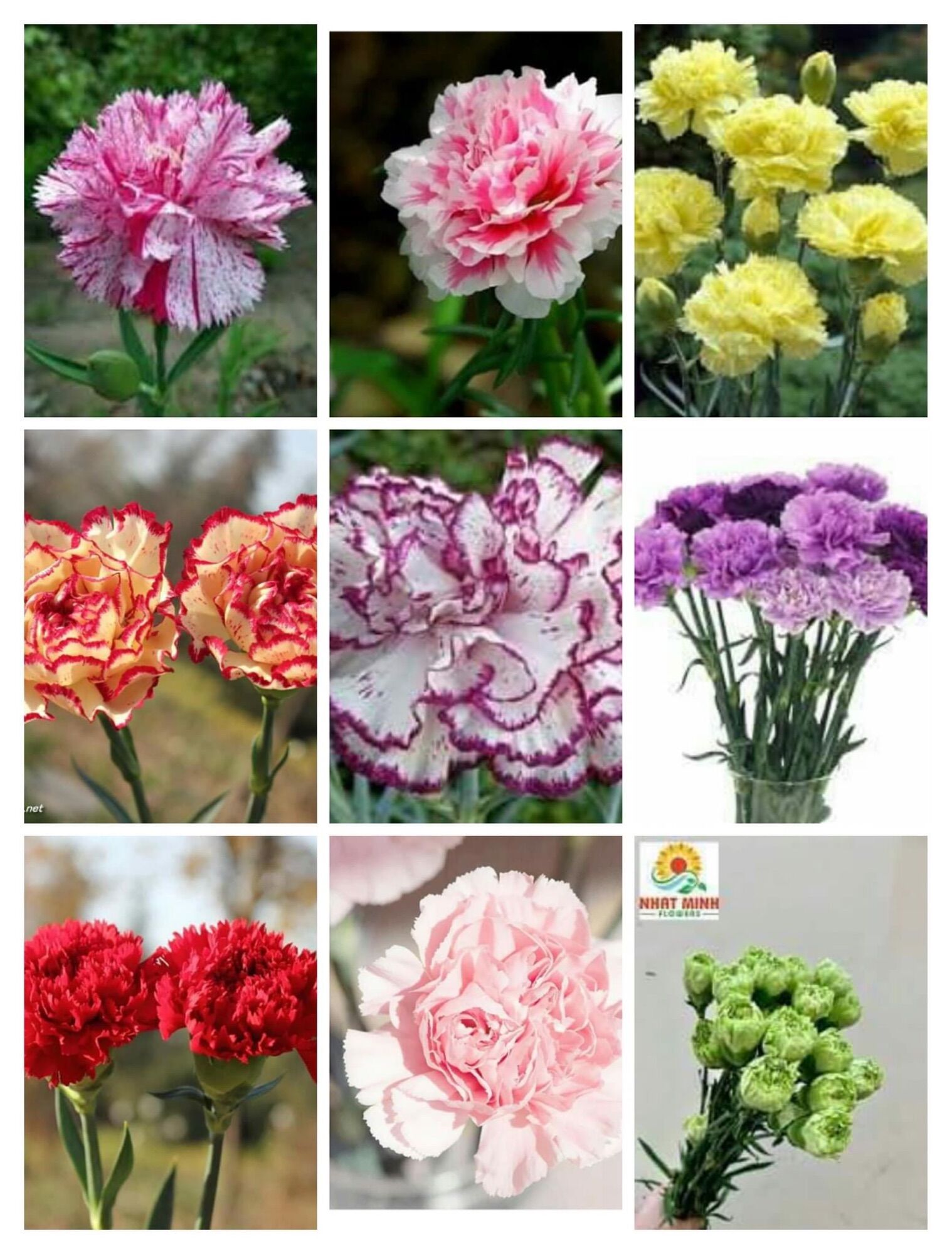 Cây giống hoa phăng nhiều màu