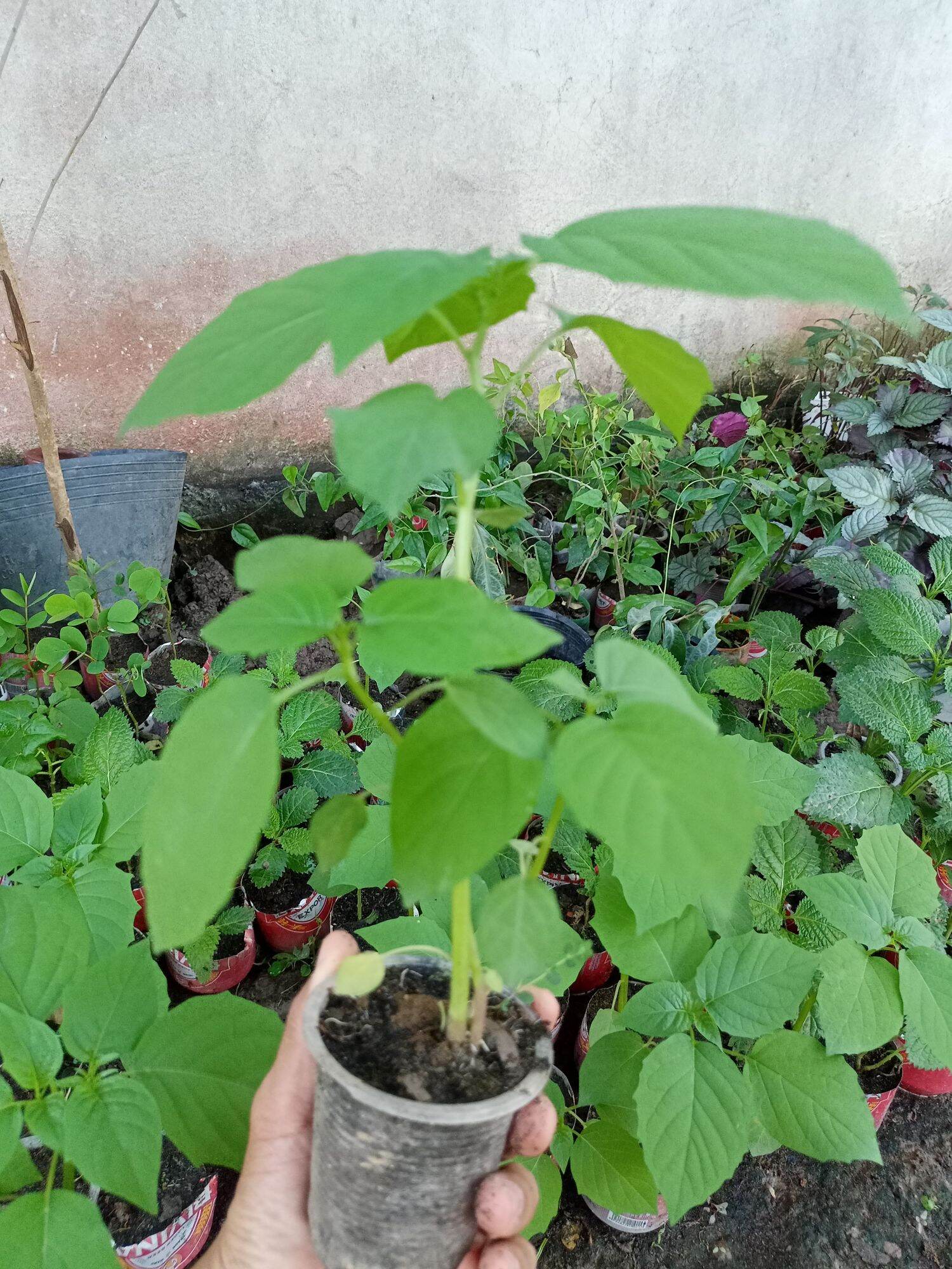 1 cây thù lù cây tầm bóp làm giống