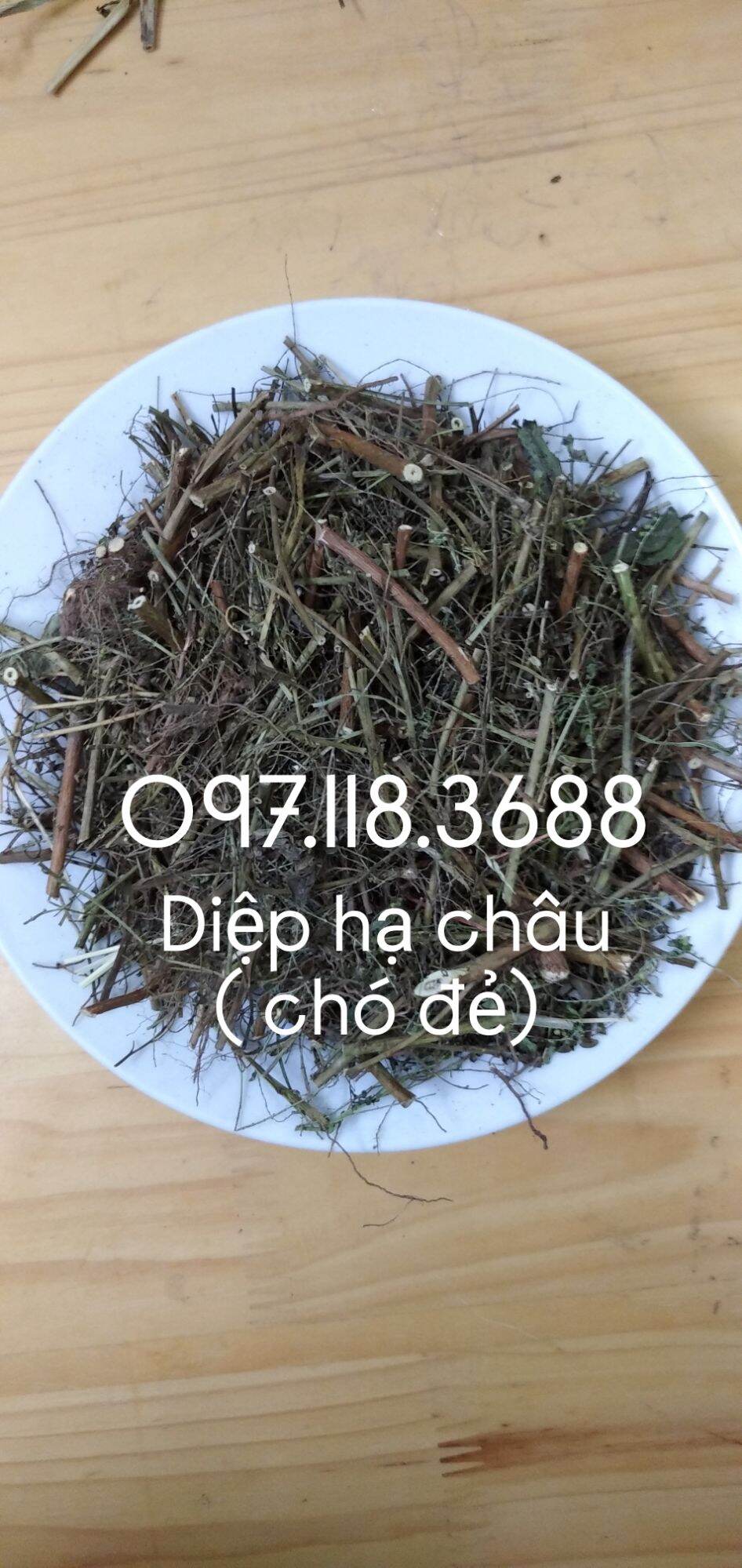 Chó Đẻ (diệp hạ châu)  . Hàng sao vàng