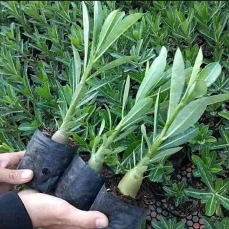 Cây hoa sứ Thái cánh kép