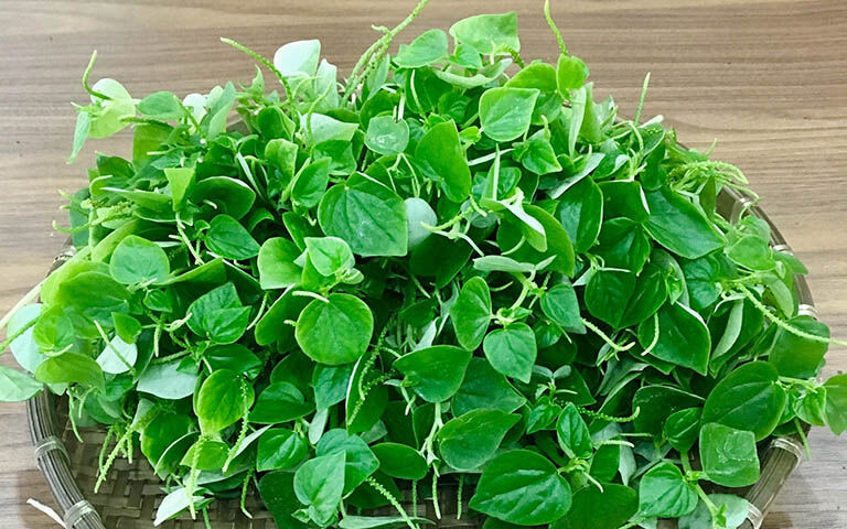 HẠT GIỐNG RAU CÀNG CUA gói 0,5 gram