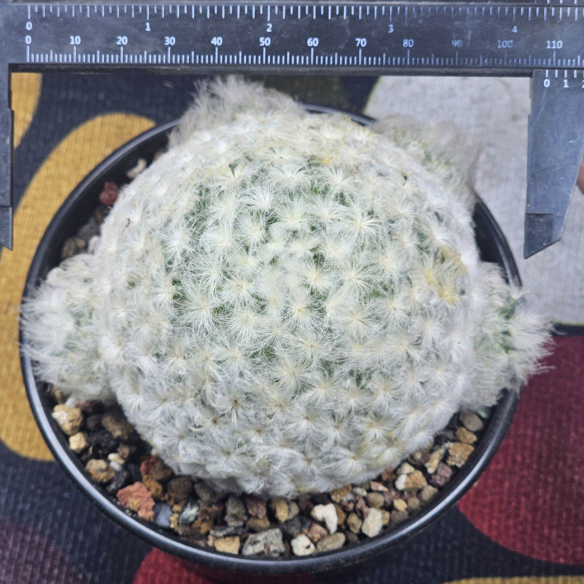 Xương rồng Mammillaria plumosa lông dày mịn trắng tin