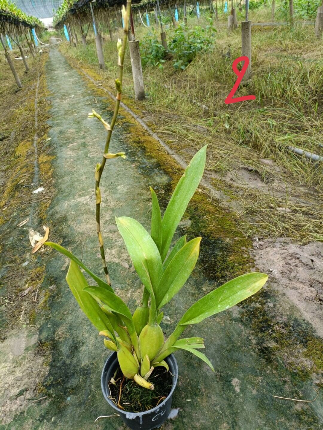 Vũ nữ Cam lửa đang nụ hoa
