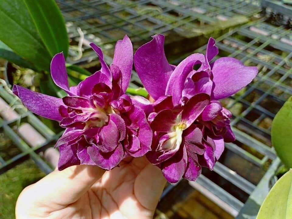 Denro hoa hồng trưởng thành sắp hoa