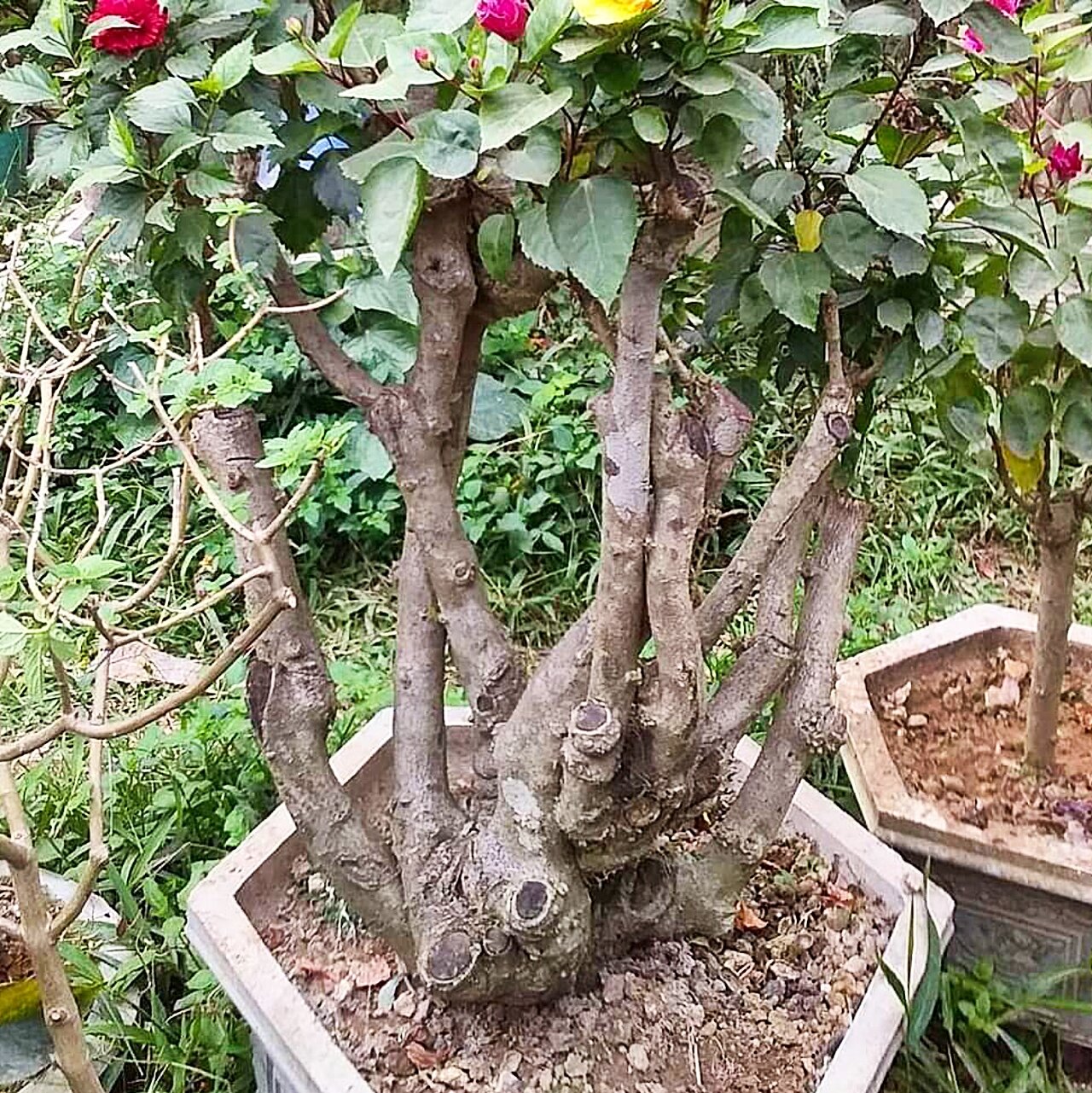 phôi hoa dâm bụt bonsai(10 năm tuổi)
