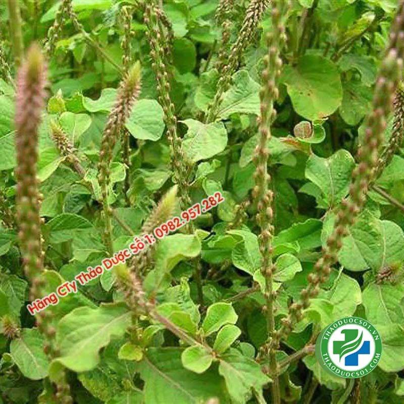 1kg cây cỏ xước tươi
