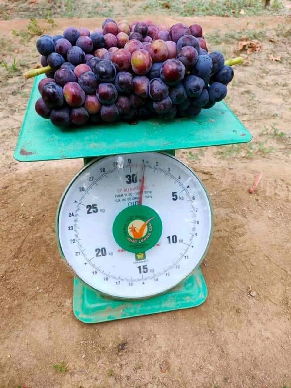 Nho hạ đen không hạt