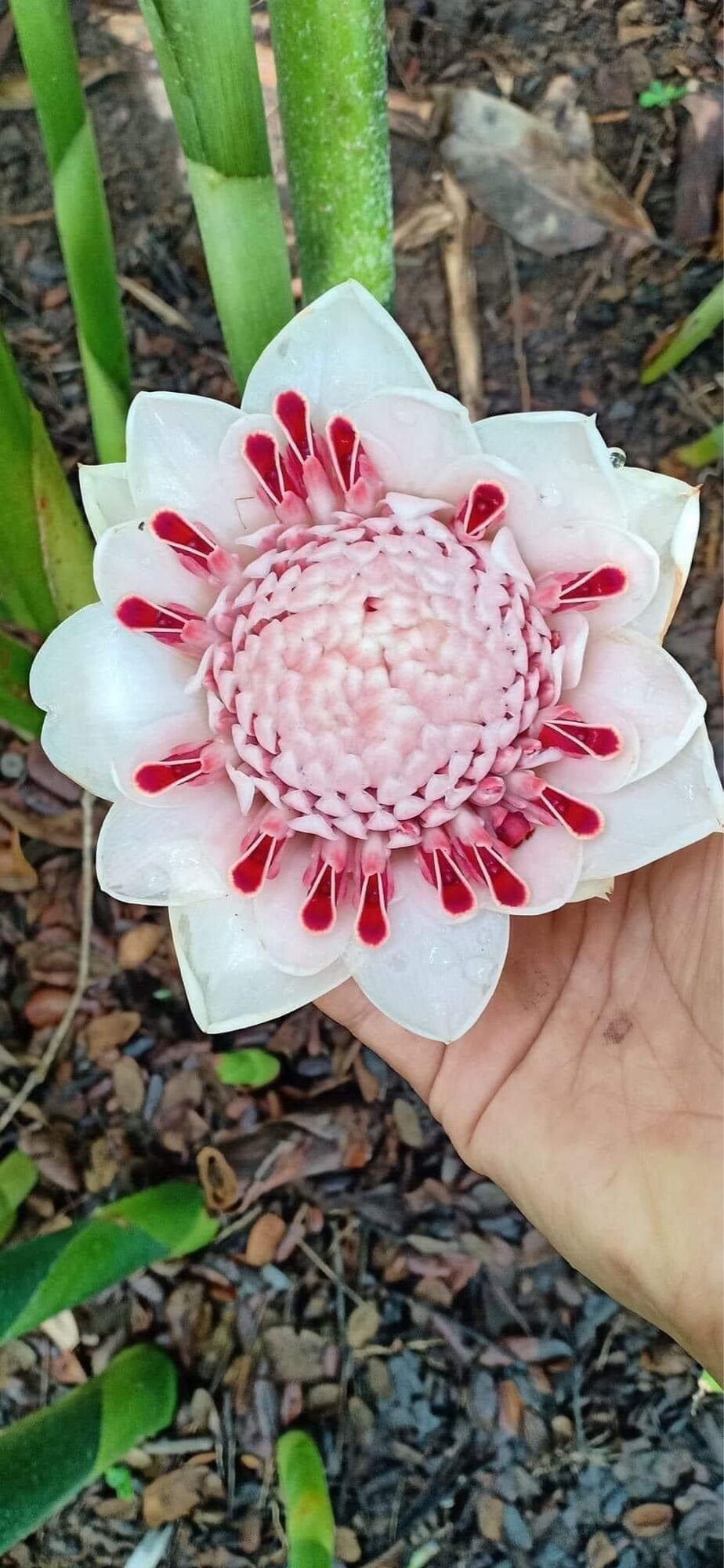 Combo 10 củ sen đa lộc