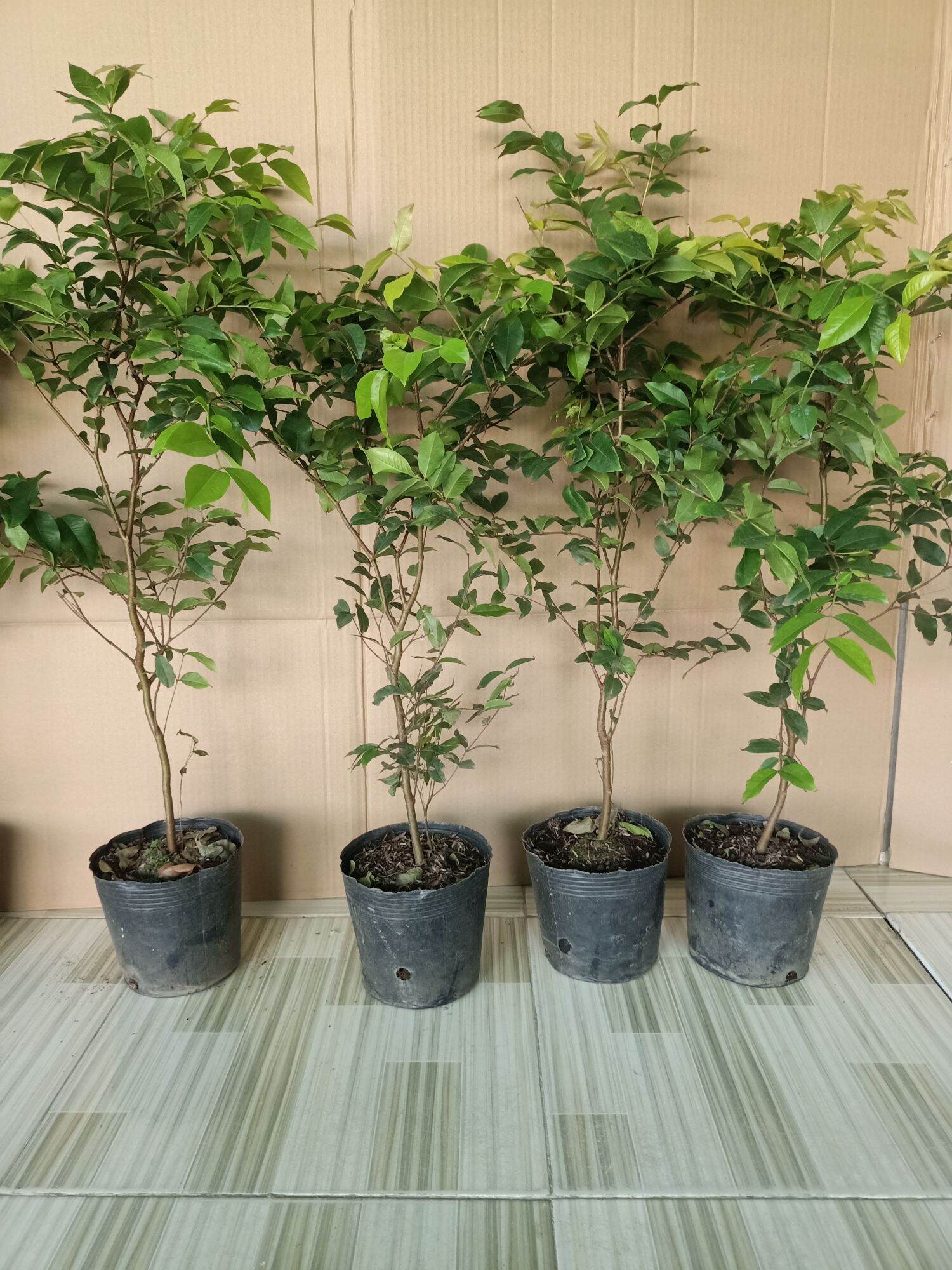 Nho thân gỗ tứ quý lá lớn