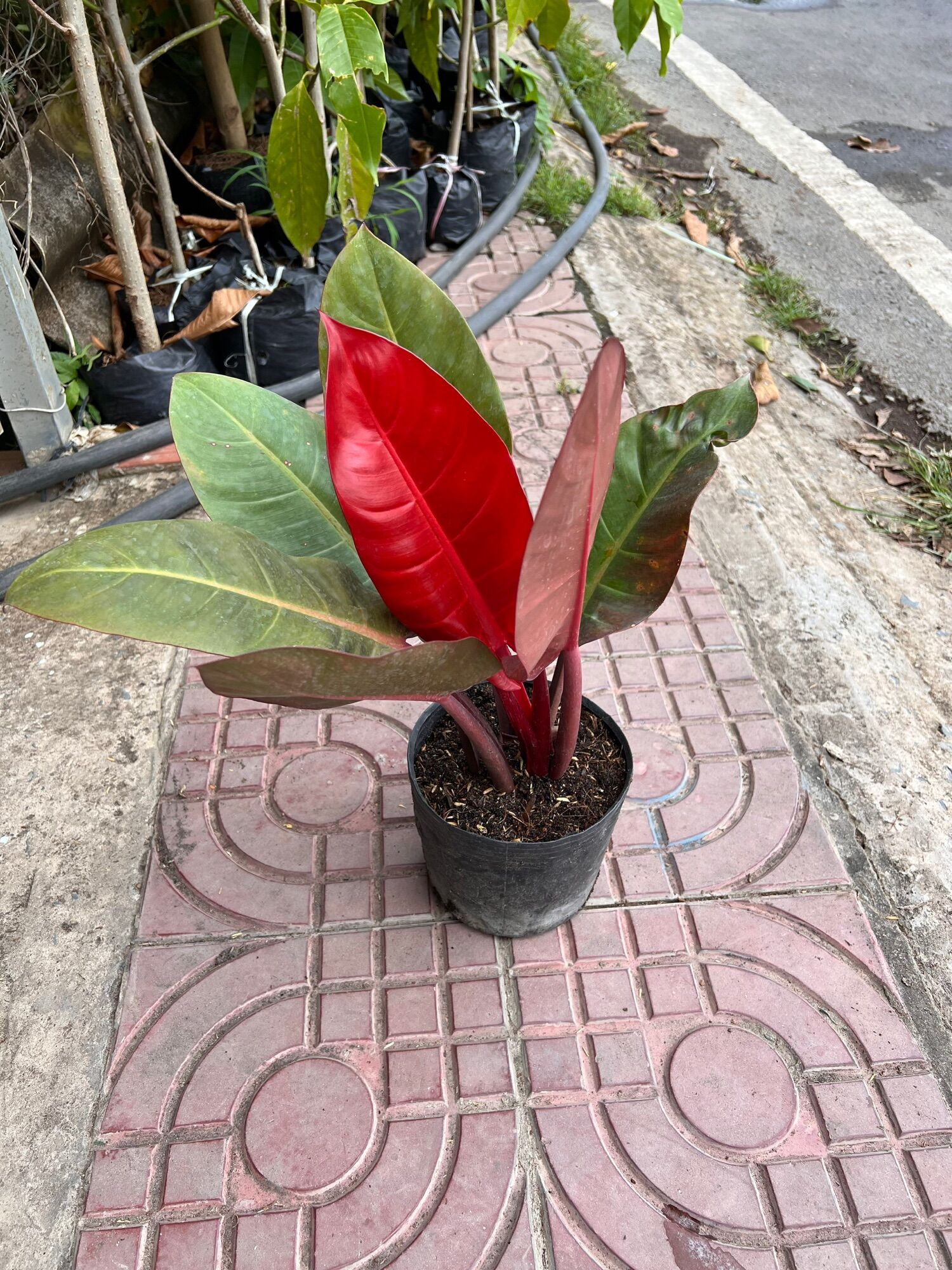 Trầu bà đế vương đỏ ( cây cao 20 cm)