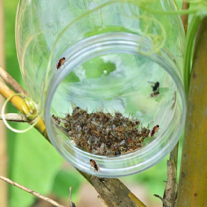 bộ bẫy ruồi vàng kèm mồi nhử