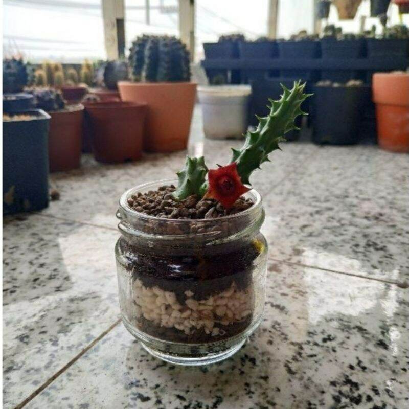 [combo 5 nhánh] cây xương rồng sao biển SB06