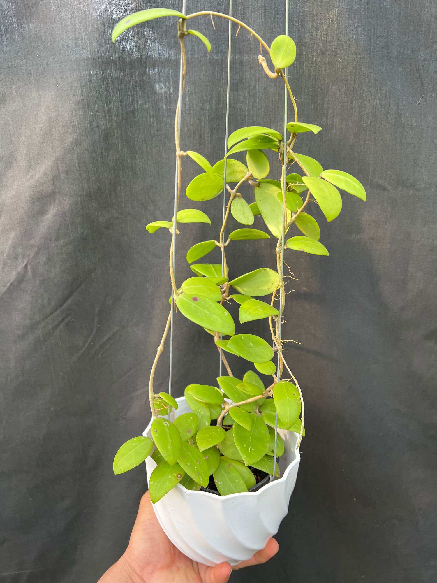 Hoa Cẩm cù hoya SP phu yen rất thơm, siêng hoa, thân leo, hoa quanh năm