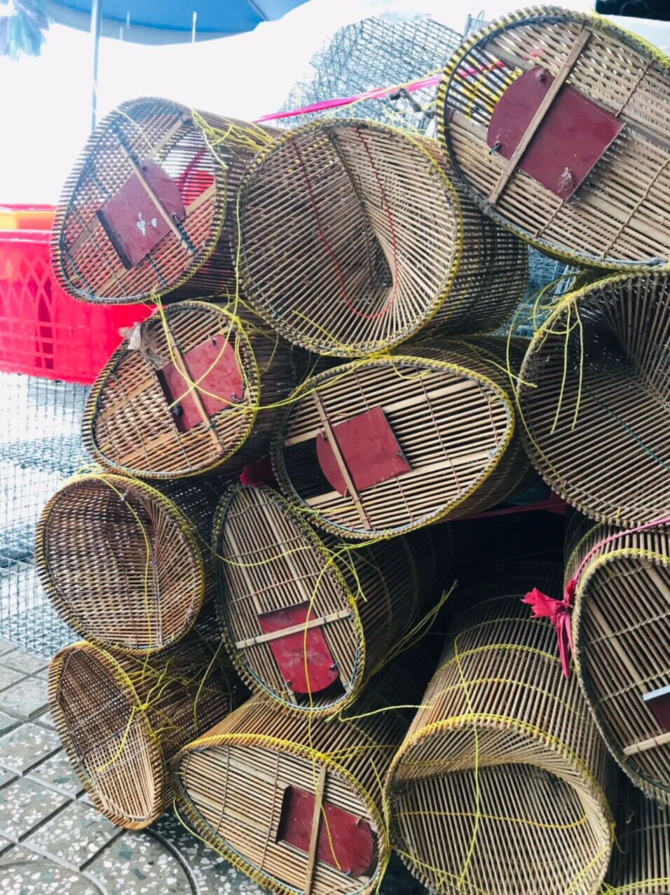10c lộp đặt tép,cá bóng dừa 15x30