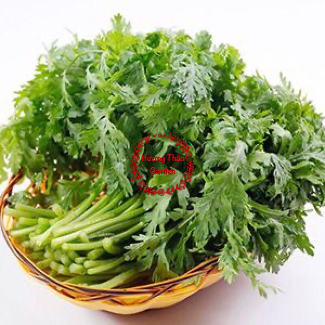 Hạt giống Tần Ô - Cải Cúc