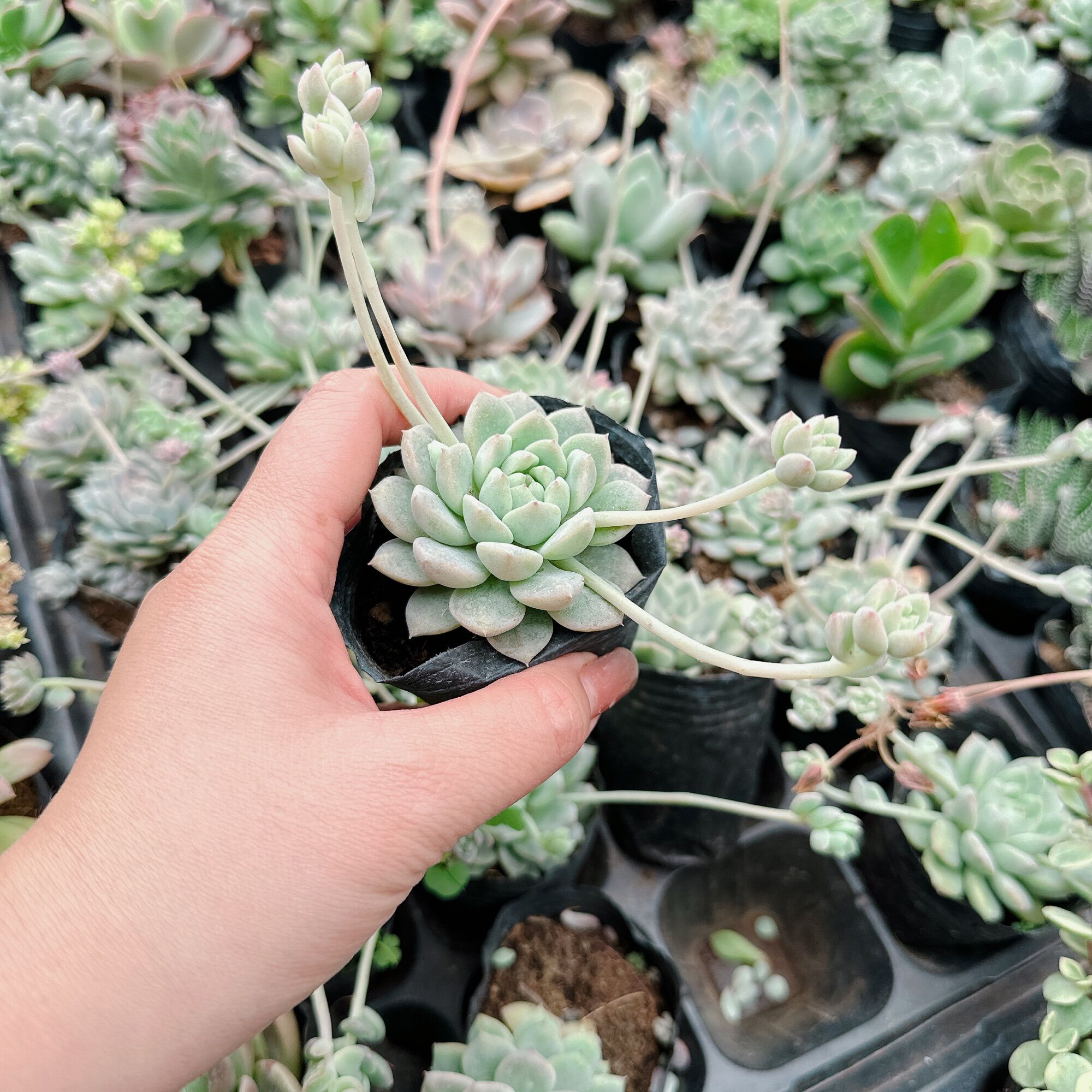 Sen đá dù hồng size bầu 3-5 cm xuất vườn đà Lạt