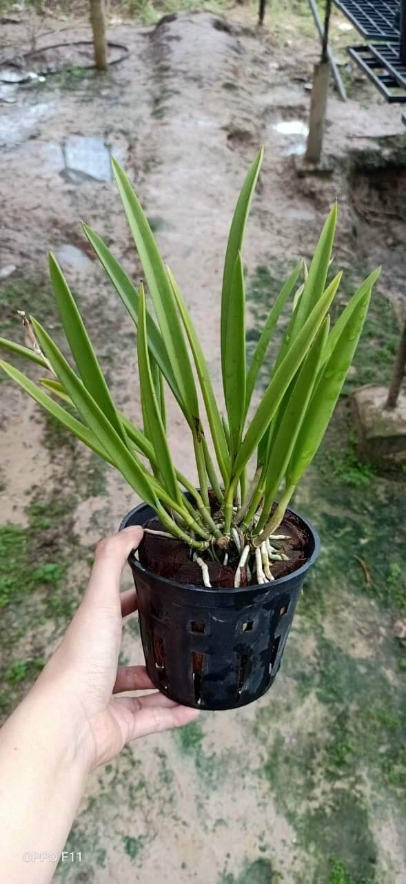 Lan Brass hoa vàng trưởng thành đang nụ