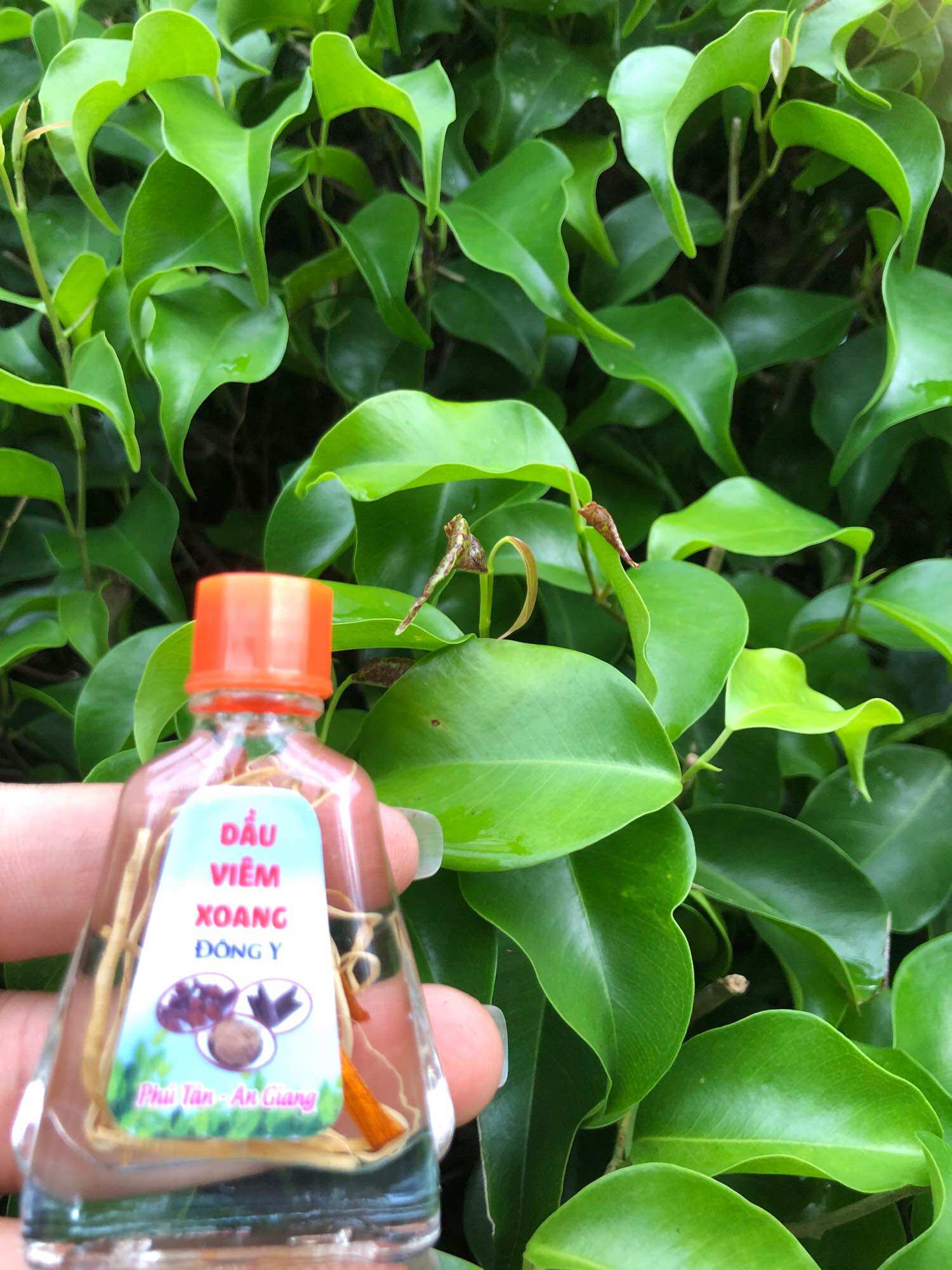 COMBO 5 CHAI DẦU VIÊM XOANG TRẮNG 7ML (RỄ)
