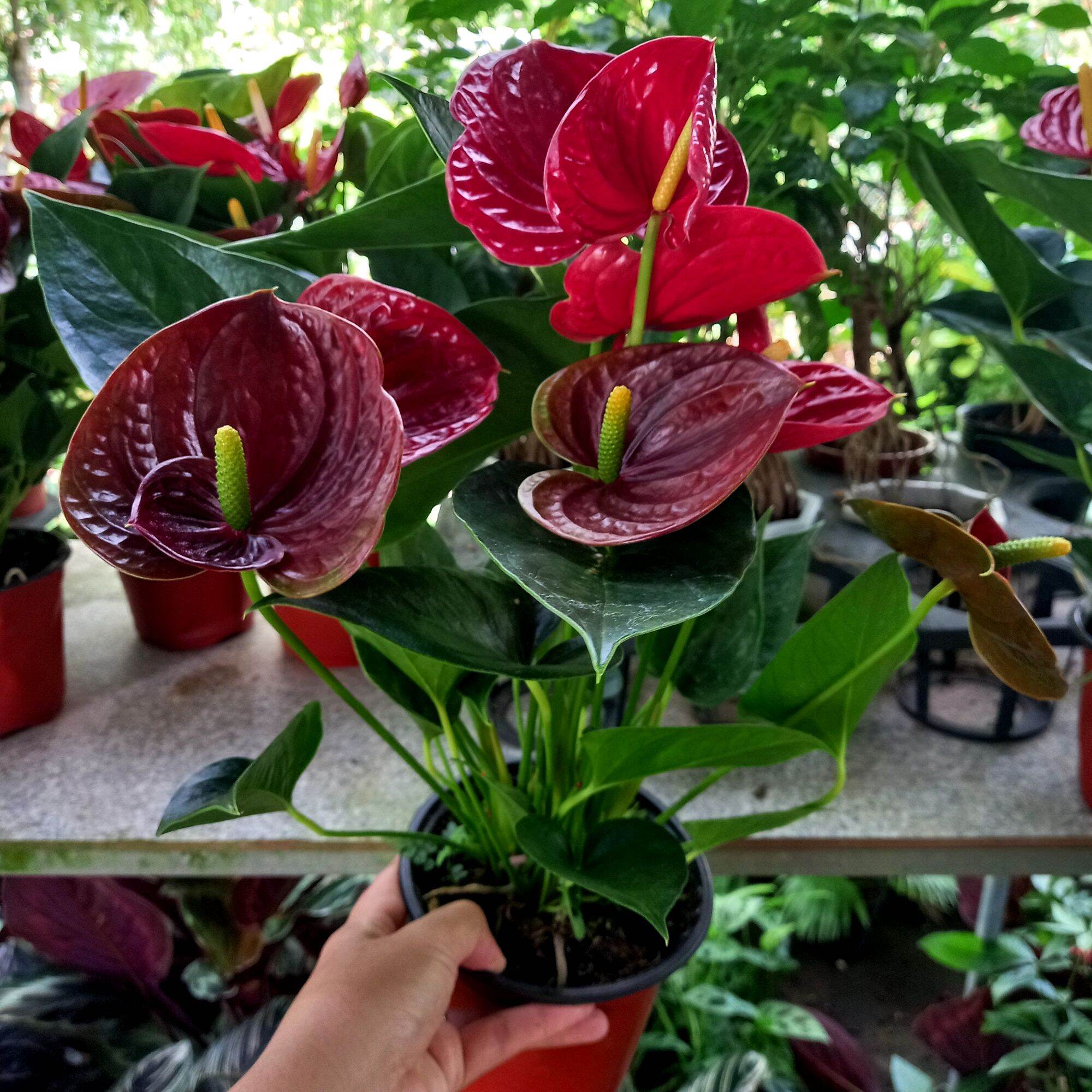 Cây Hồng Môn đỏ