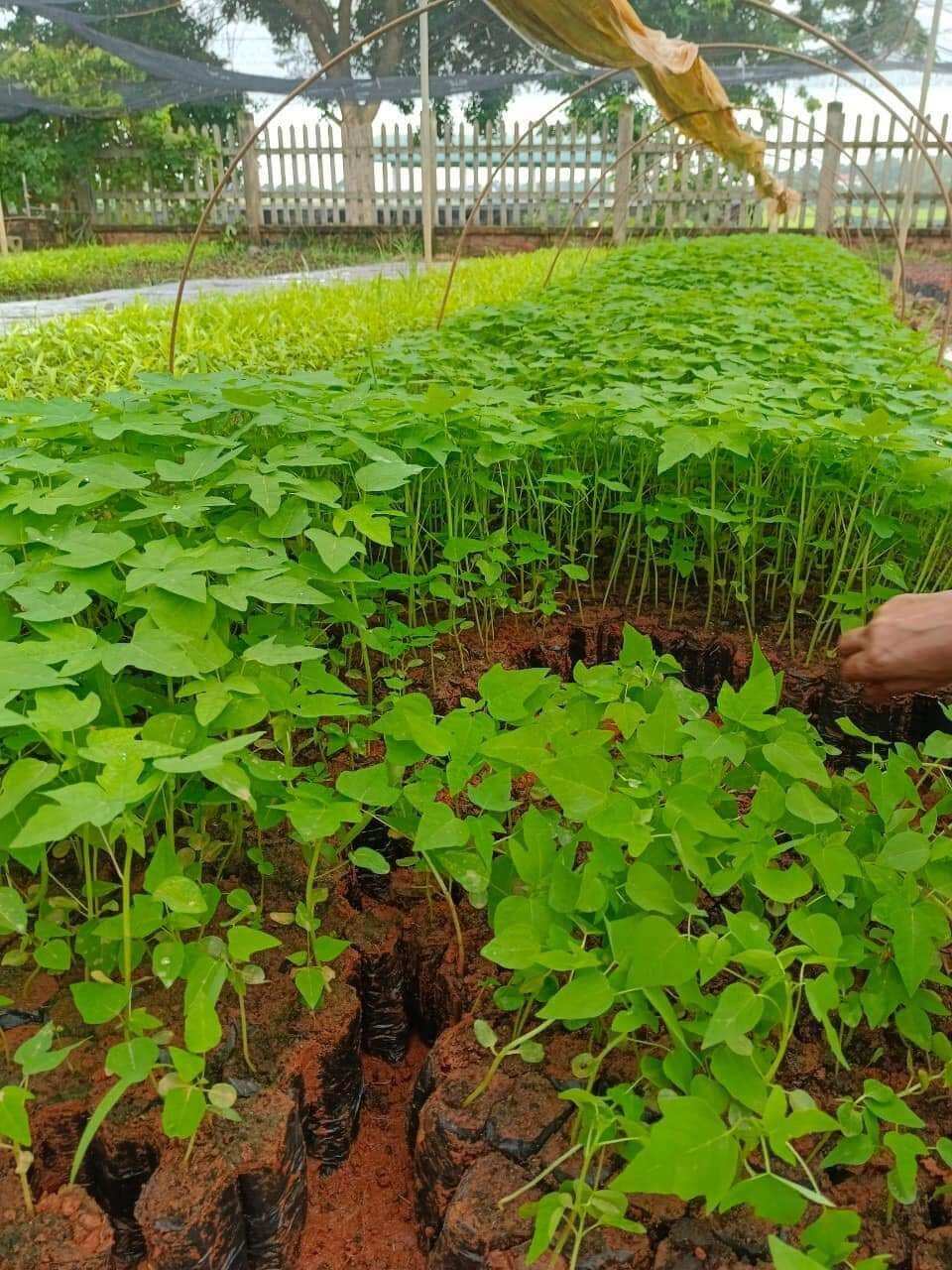 10 cây Giống ĐU ĐỦ LÙN SIÊU TRÁI