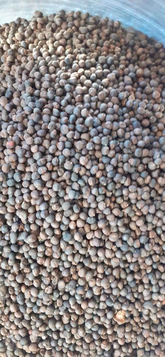 100gram hạt gòn giống