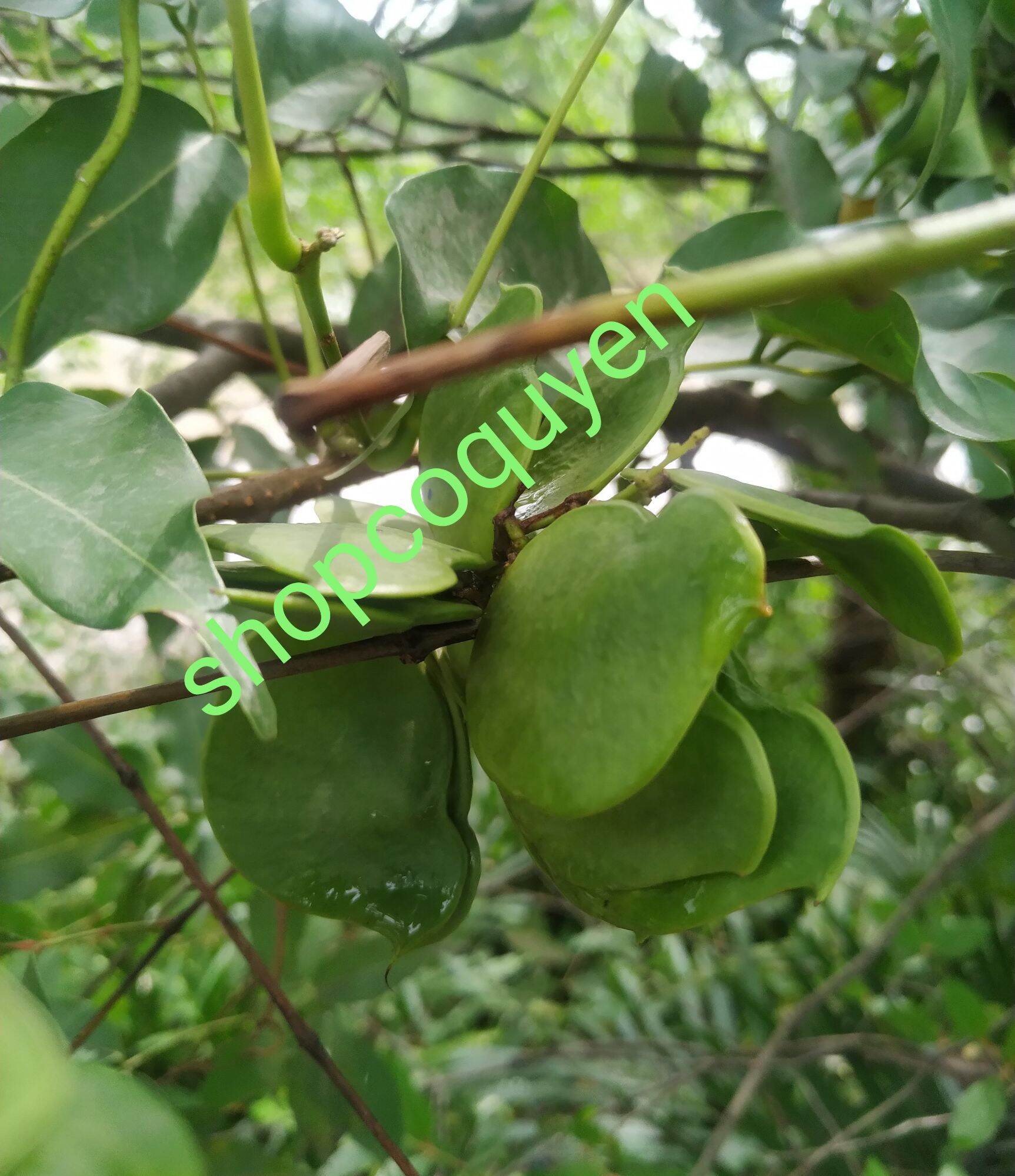 Dây cóc kèn tươi 1 kg