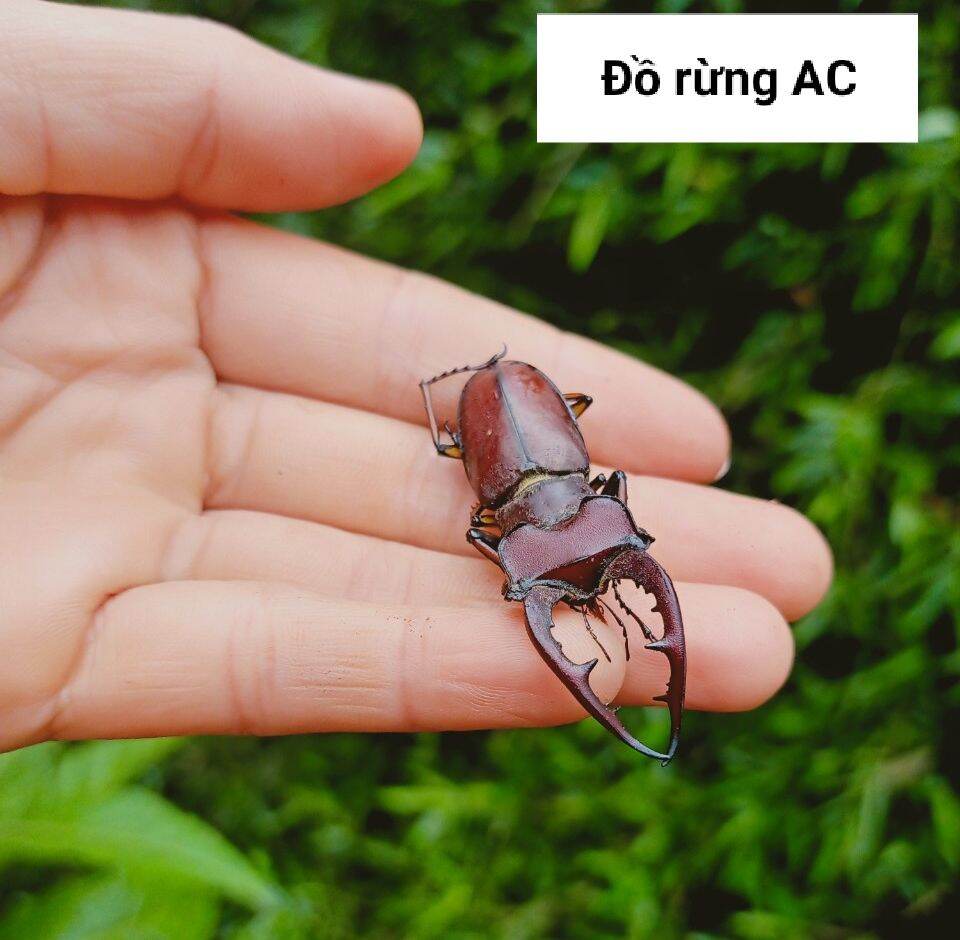 Bọ cánh cứng Stag Beetle, bọ hai sừng đẹp