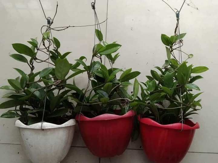 Cẩm cù trắng nhị đỏ hoa thơm sắp hoa