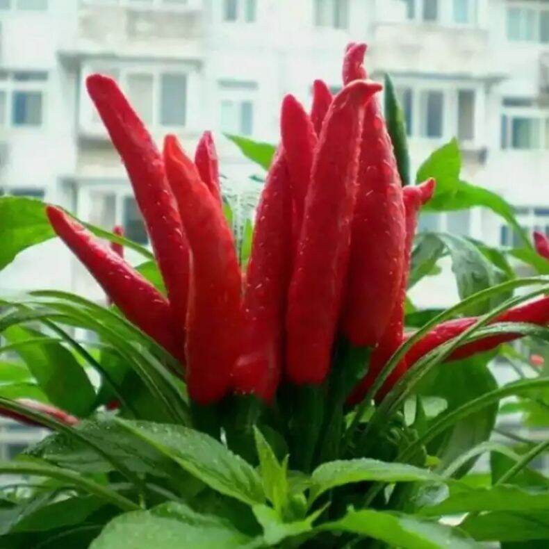Hạt ớt chỉ thiên chùm gói 1 gram