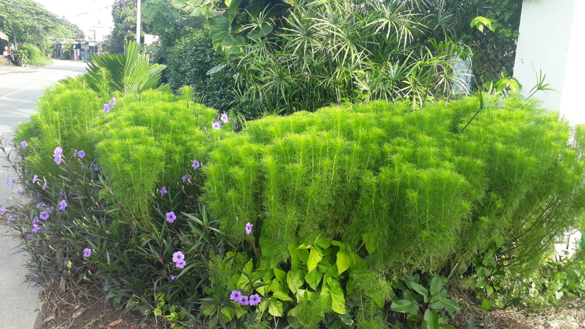 Giống thì là thân gỗ